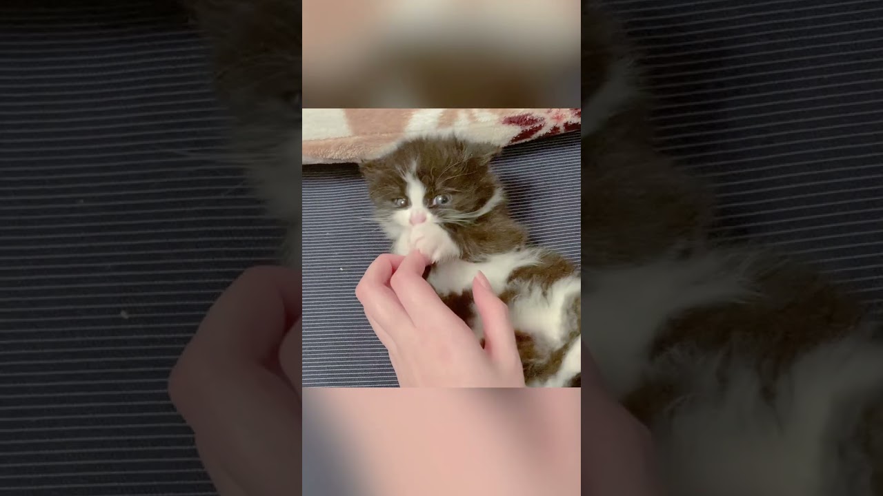 【子猫動画】もふもふすぎるおなかをこちょこちょしたら…www #shorts
