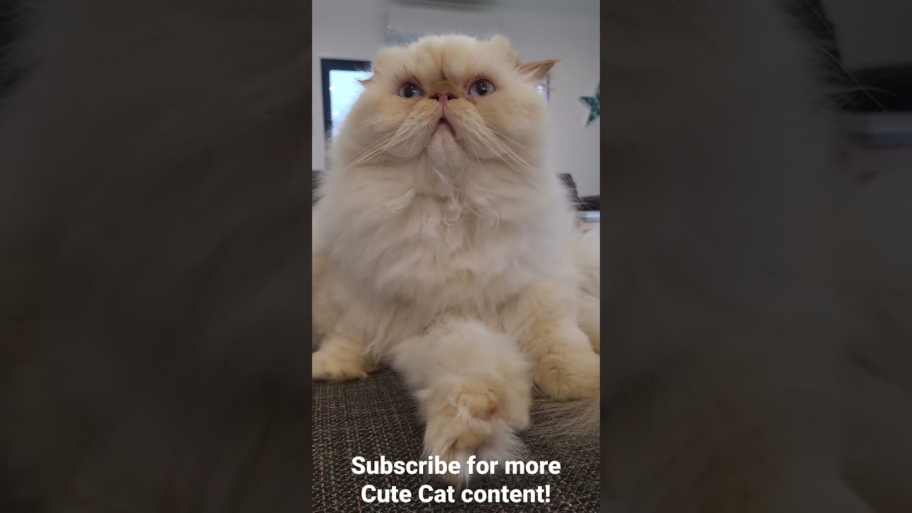 Cute Himalayan Persian Boy