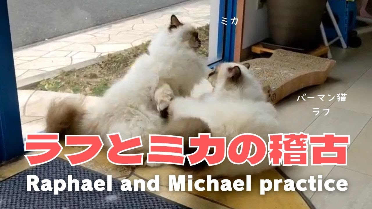 バーマン猫ラフとミカ【ラフとミカの稽古】Raphael and Michael practice（バーマン猫）Birman/Cat