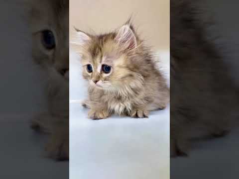 ブラウンタビー（ロングヘアー）の女の子。