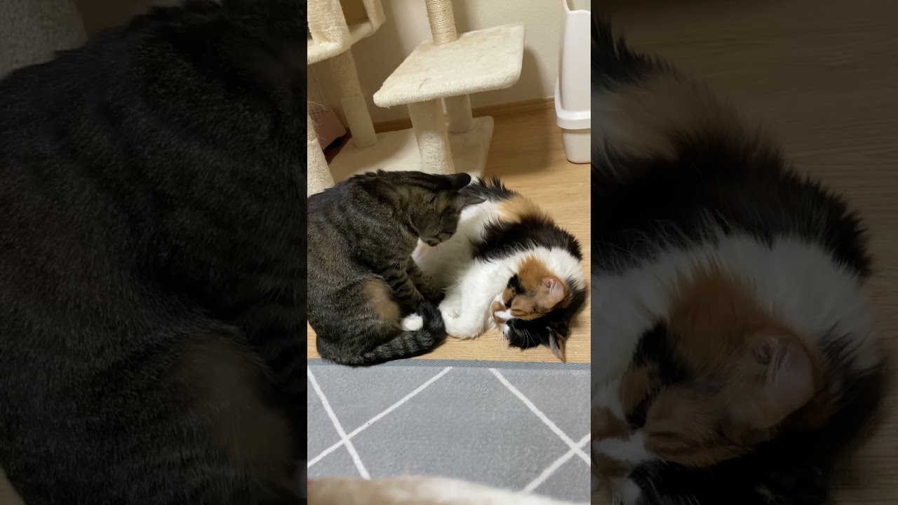 舐められるのだけは許さないボス猫パンク😹【メインクーン＆保護猫】