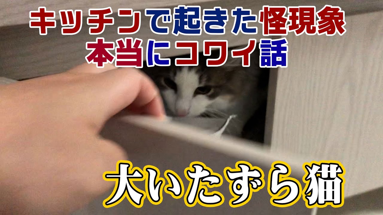 【ノルウェージャンフォレストキャット】キッチンの怪現象。本当に怖い話。