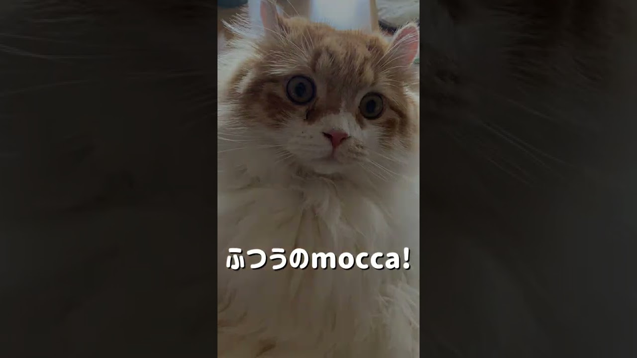 【ｱﾒﾘｶﾝｶｰﾙmocca】イケメンmocca!w #short ＃ねこ #猫　#アメリカンカール