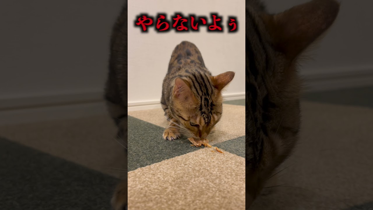 喋ってばかりで食べるのが遅い猫＃shorts
