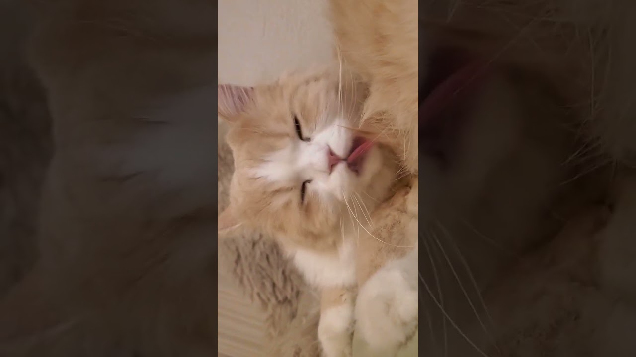 グルーミングから我に返るてお君　 #scottishfold #スコティッシュフォールド #cat #猫 #scottishstraight #スコティッシュストレート