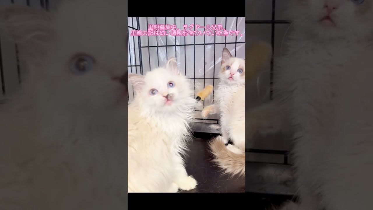 里親募集中🐈ラグドール兄弟🐈