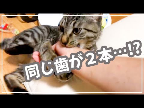 猫の歯の生え変わりの瞬間を激写！