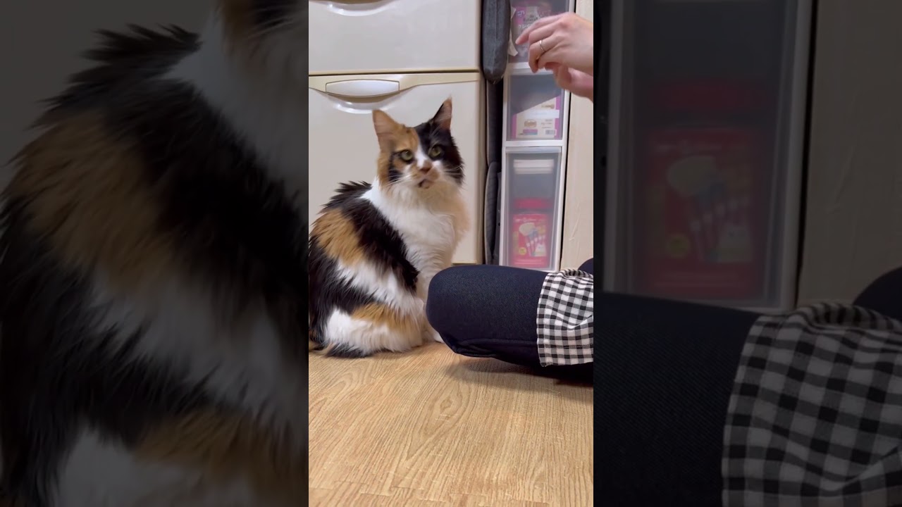 オヤツ頂戴🐾その仕草が可愛すぎなパンク🥰 #shorts #メインクーン