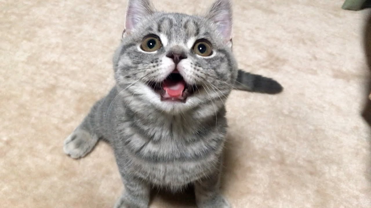 子猫を遊んであげてたらこんな顔に（笑）【スコティッシュフォールド】