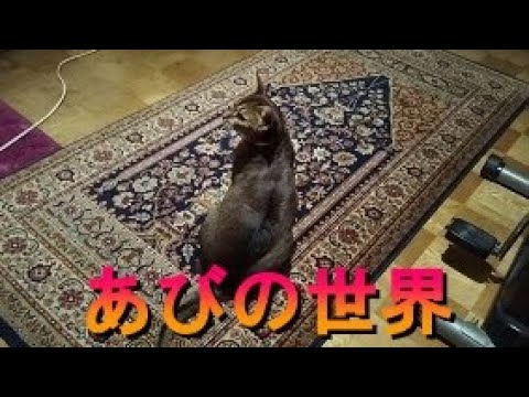 ネコ動画あび＃328　あびの毎日　アビシニアン　あび