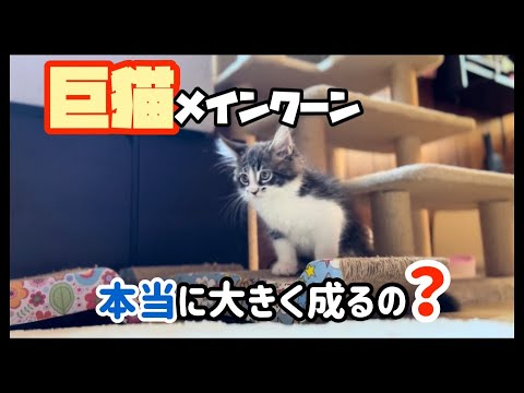 【猫動画】巨猫メインクーン♂の片鱗（生後半年の記録