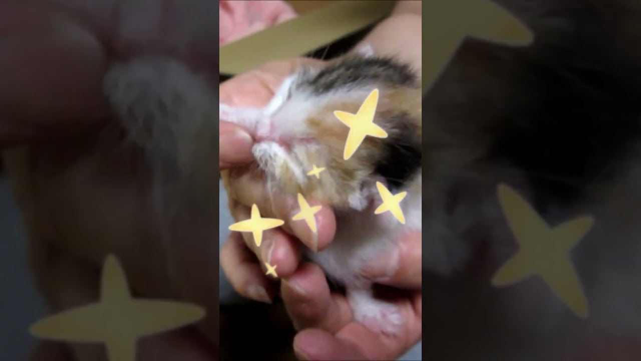 子猫赤ちゃん生まれたて手のひらの「はなちゃん」#shorts