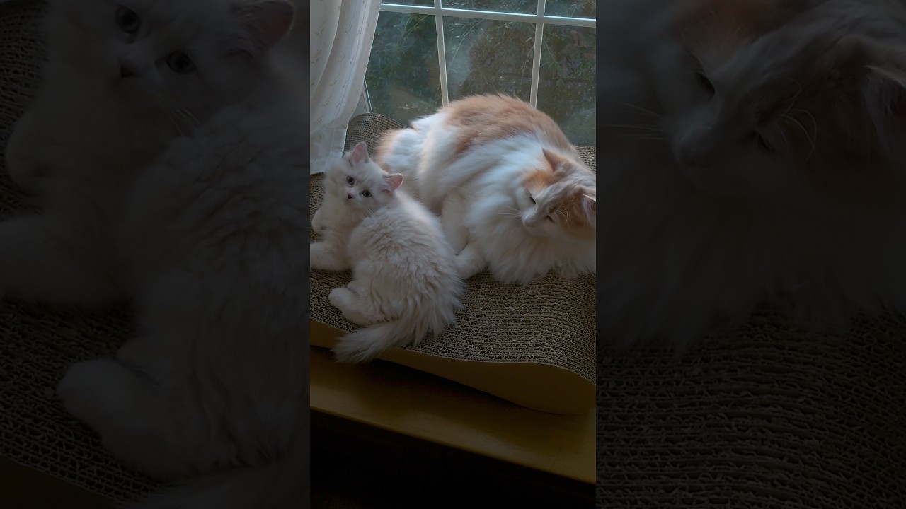 子猫に優しい大型猫　ラガマフィン　#8ヶ月の差の兄弟猫#ラガマフィン
