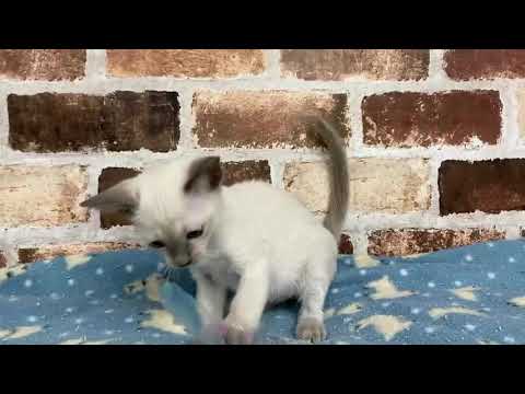 トンキニーズ　12/18 ♀