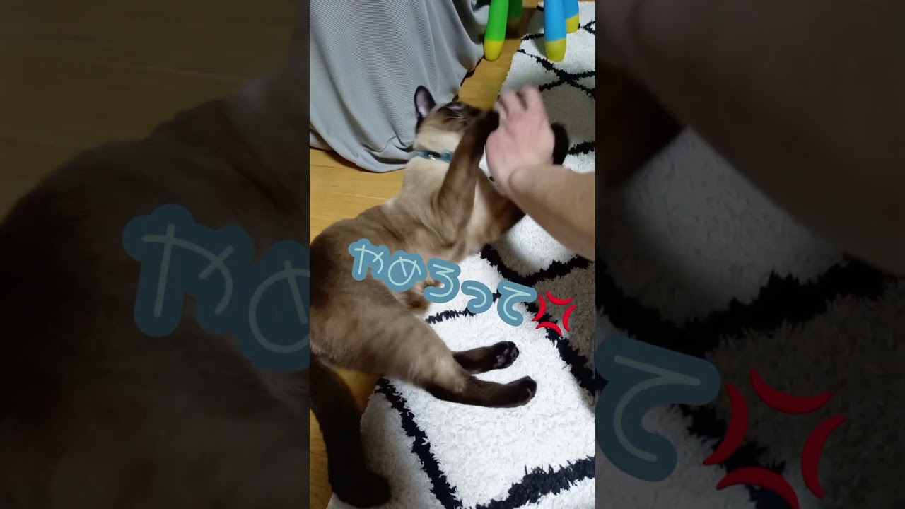 【猫】かまいたいパパVSほっといて欲しいロイド🐱 #shorts #猫 #シャム猫ミックス