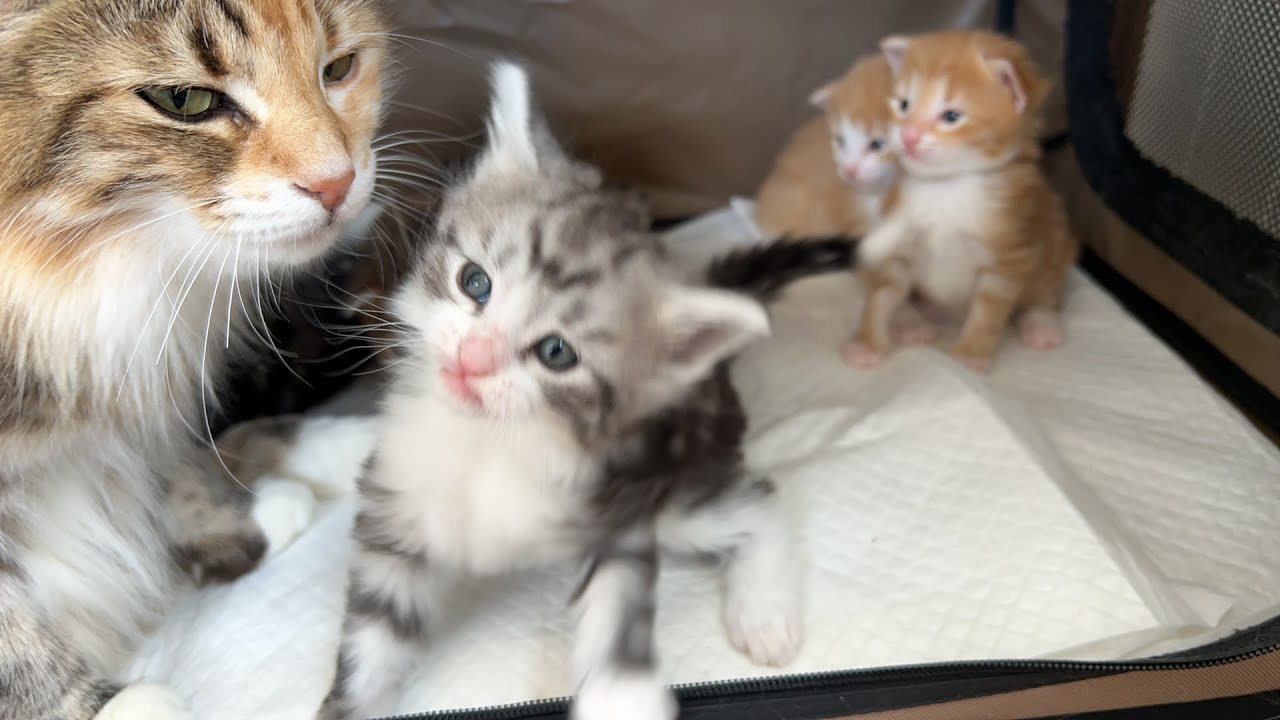 7頭の赤ちゃん猫のライブ配信です！（生後2週間と生後1か月のノルウェージャンフォレストキャットです）