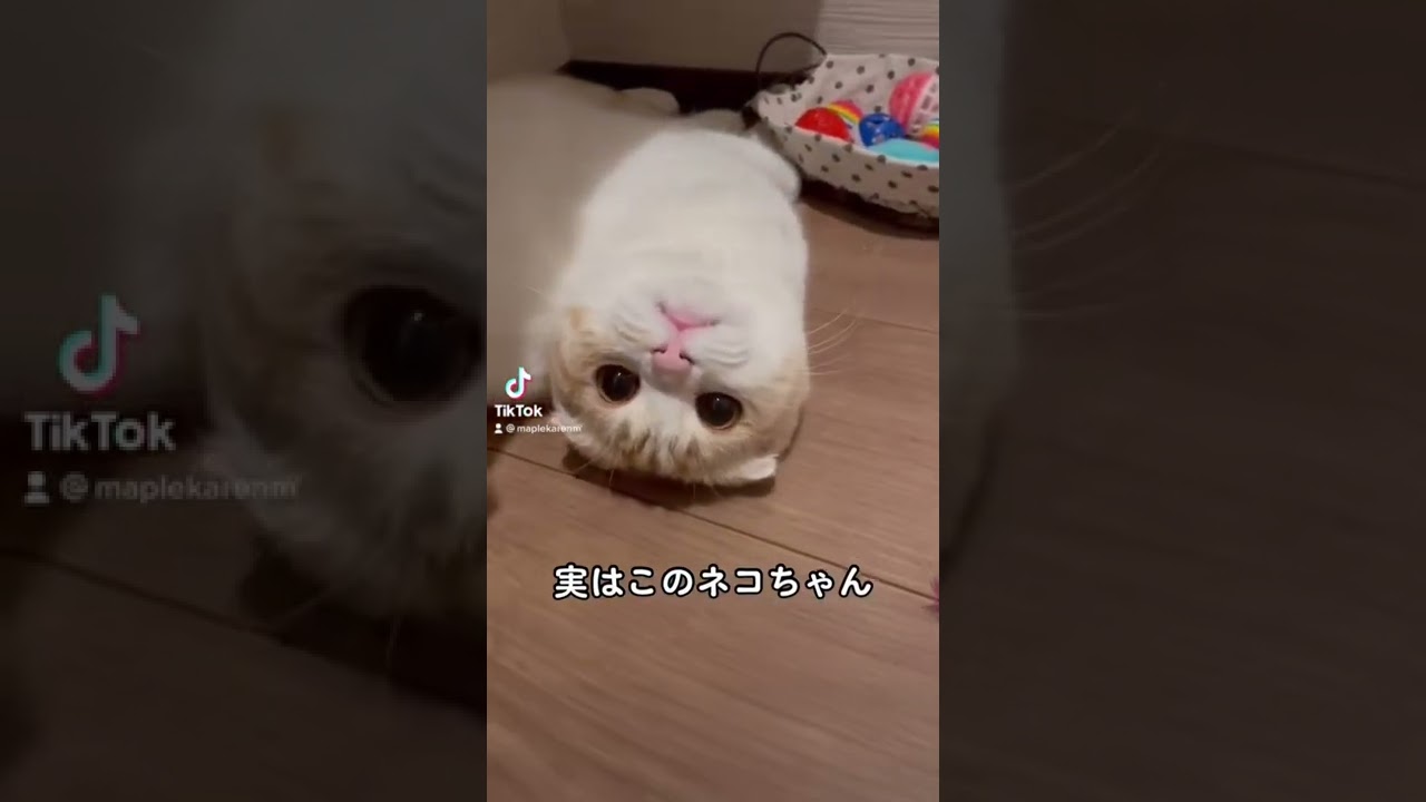 【遊び疲れてくつろいでいるスコティッシュフォールドちゃん】