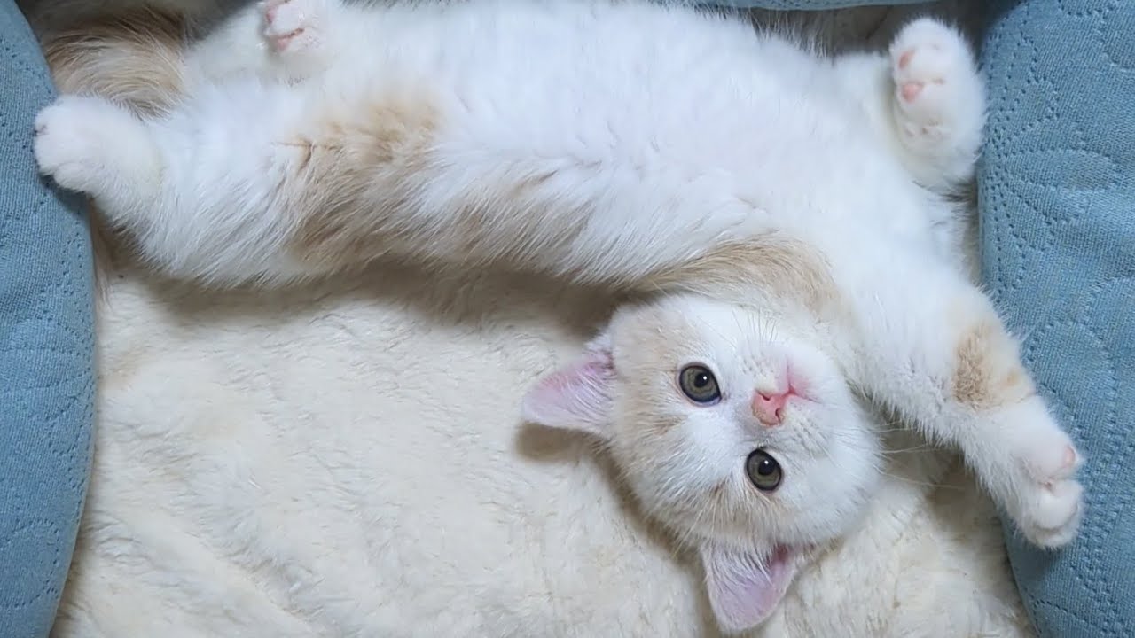 #5 子猫マンチカンの寝相が可愛すぎる（自信作）