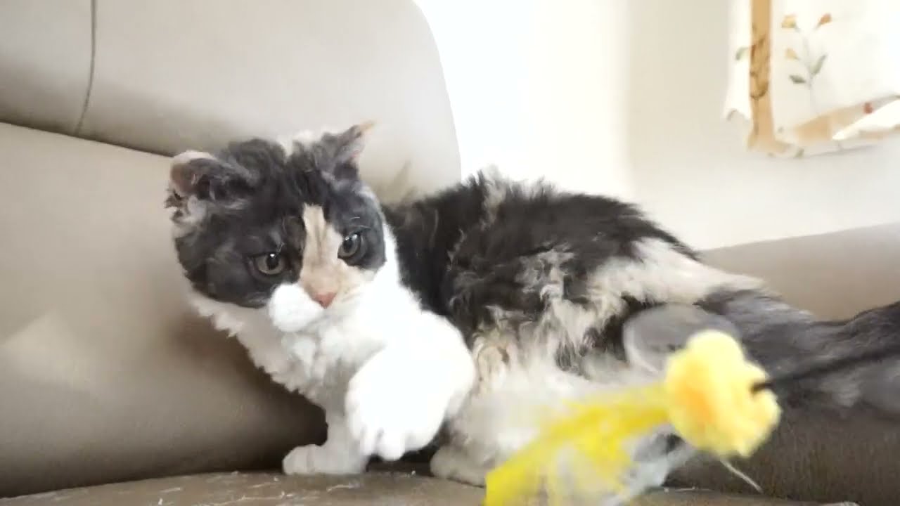 セルカークレックス子猫　2022.9.30産まれ 　ブラウンパッチドタビー＆ホワイト　女の子　シーダキャット猫のお店　Selkirk Rex