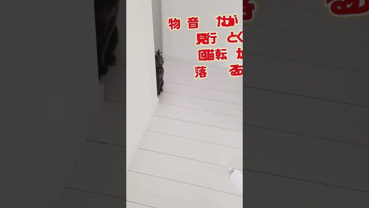 ④【😱オーマイガー‼️】おもいっきりしらばっくれる猫 回転猫返し破壊 ペットゲート #悪魔の子 #閃光のハサウェイ #猫 #ロシアンブルー #shorts