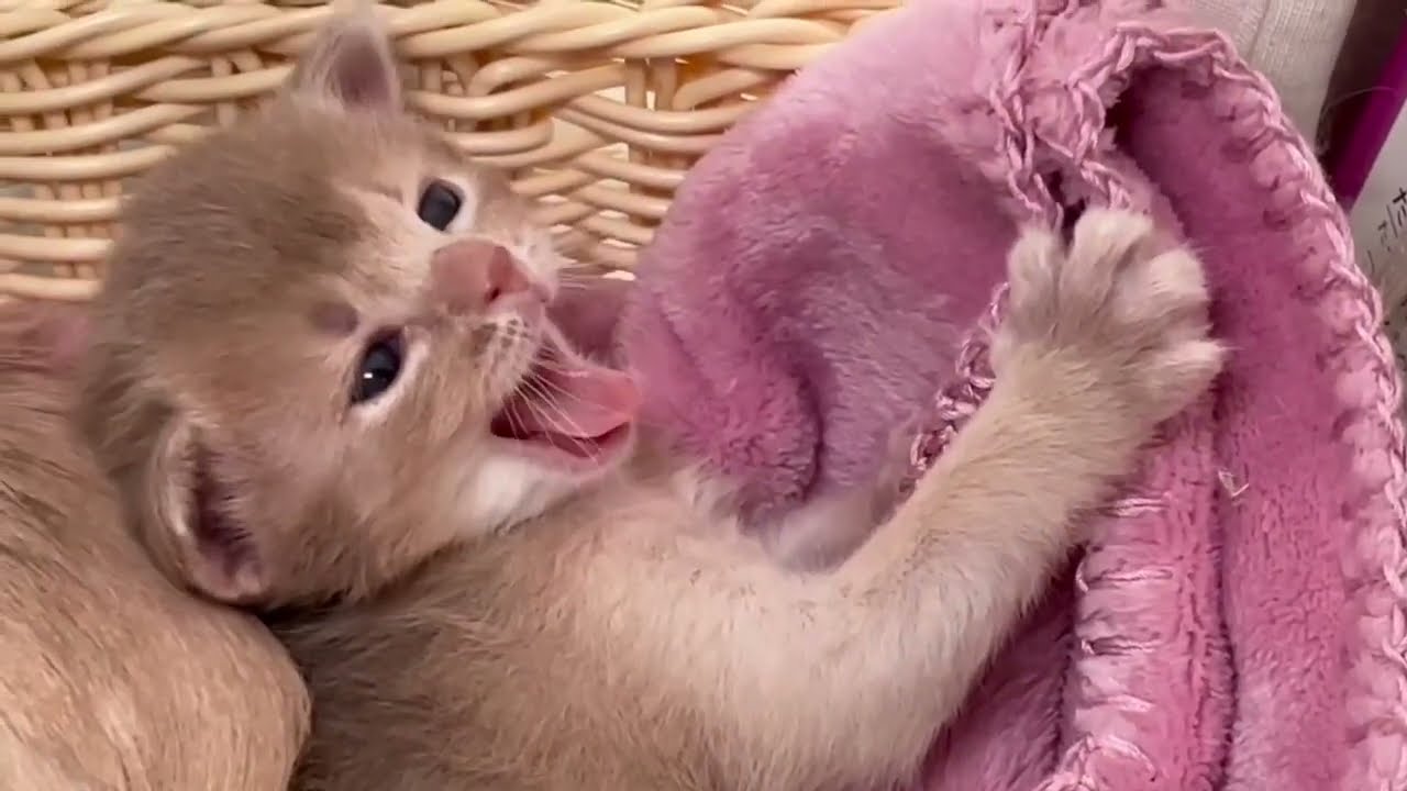 2023/01/23　Somali Kitten 〜生後18日〜 ソマリの子猫