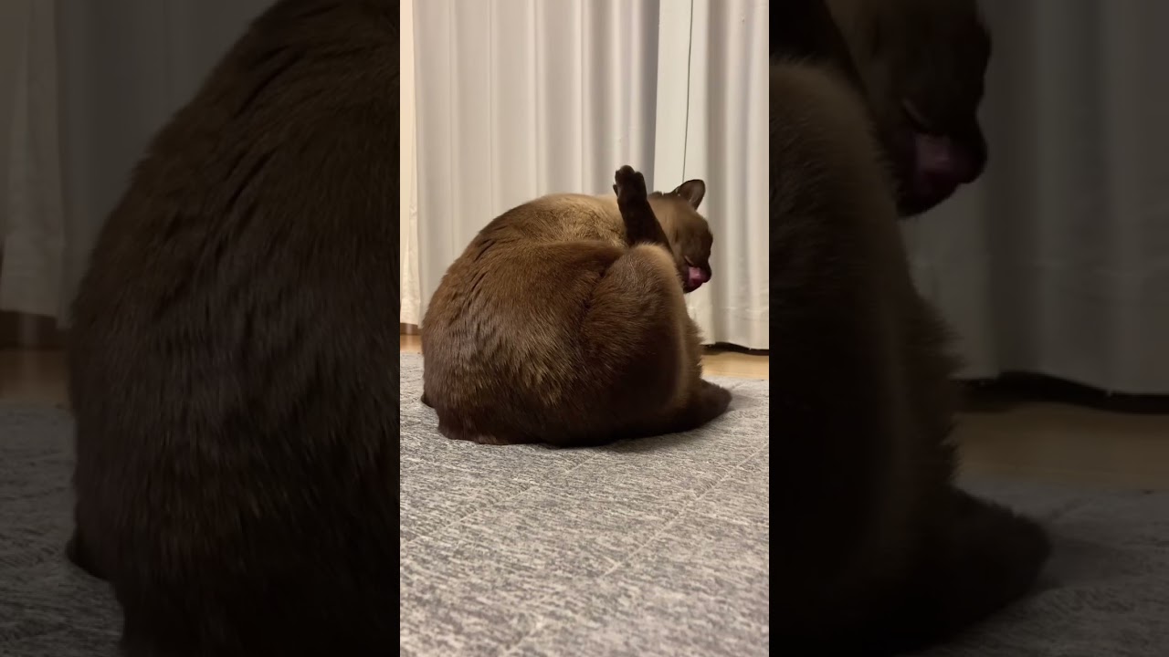 後ろ姿の貫禄がすこいシャム猫