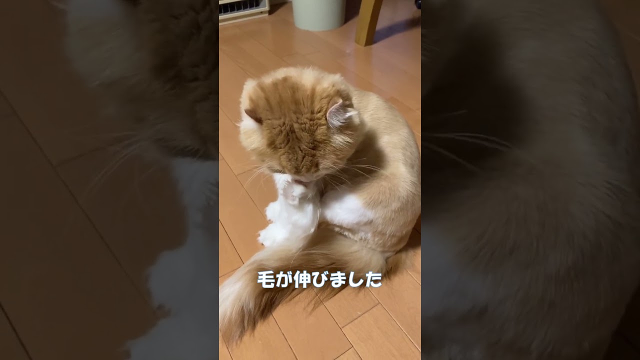 丸刈りから１ヶ月 #shorts  #猫 #アメリカンカール #cat