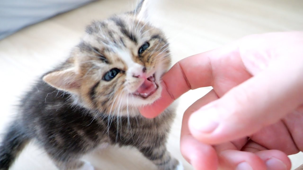 Three kittens are talking with cute meows