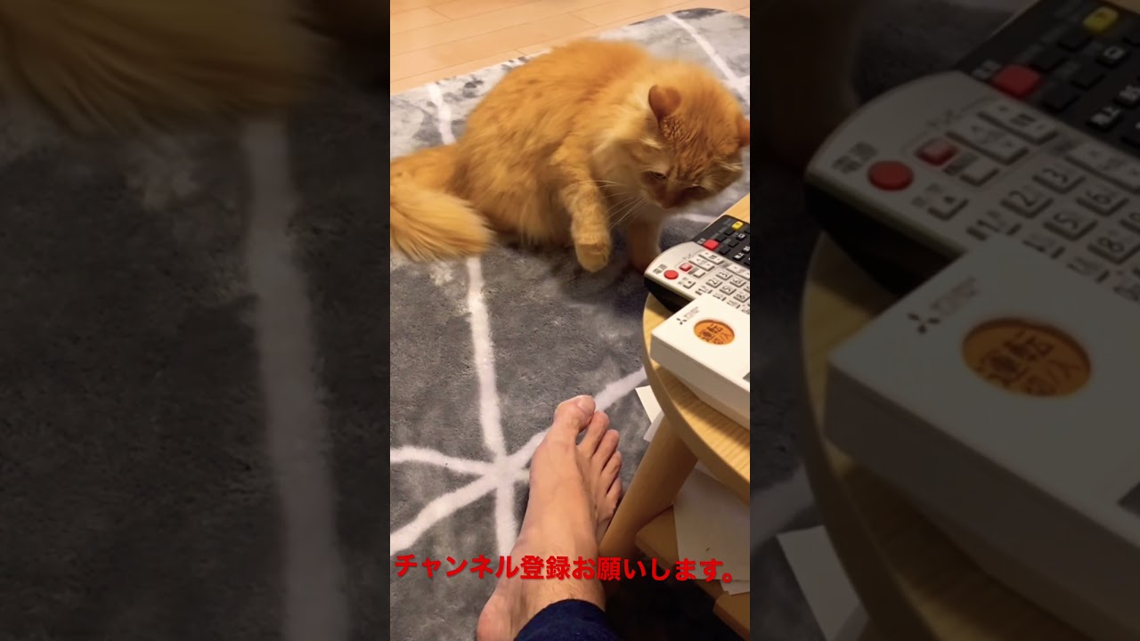 父ちゃんの臭い足に猫パンチだニャ‼︎ #猫 #ラガマフィン