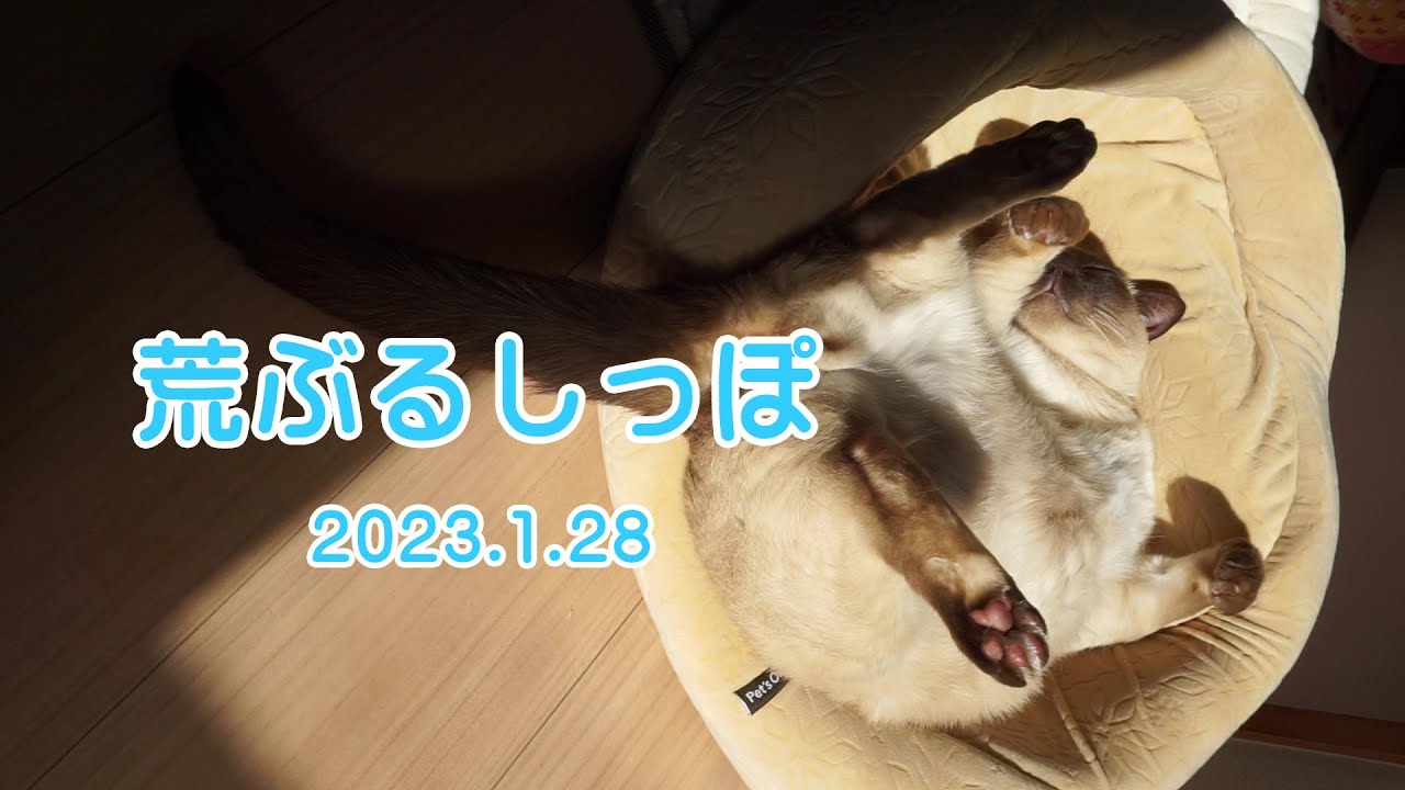 荒ぶるしっぽな猫