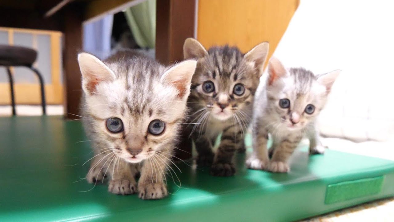 初めてみんなで離乳食を食べる子猫の3兄妹【赤ちゃん猫　保護猫】