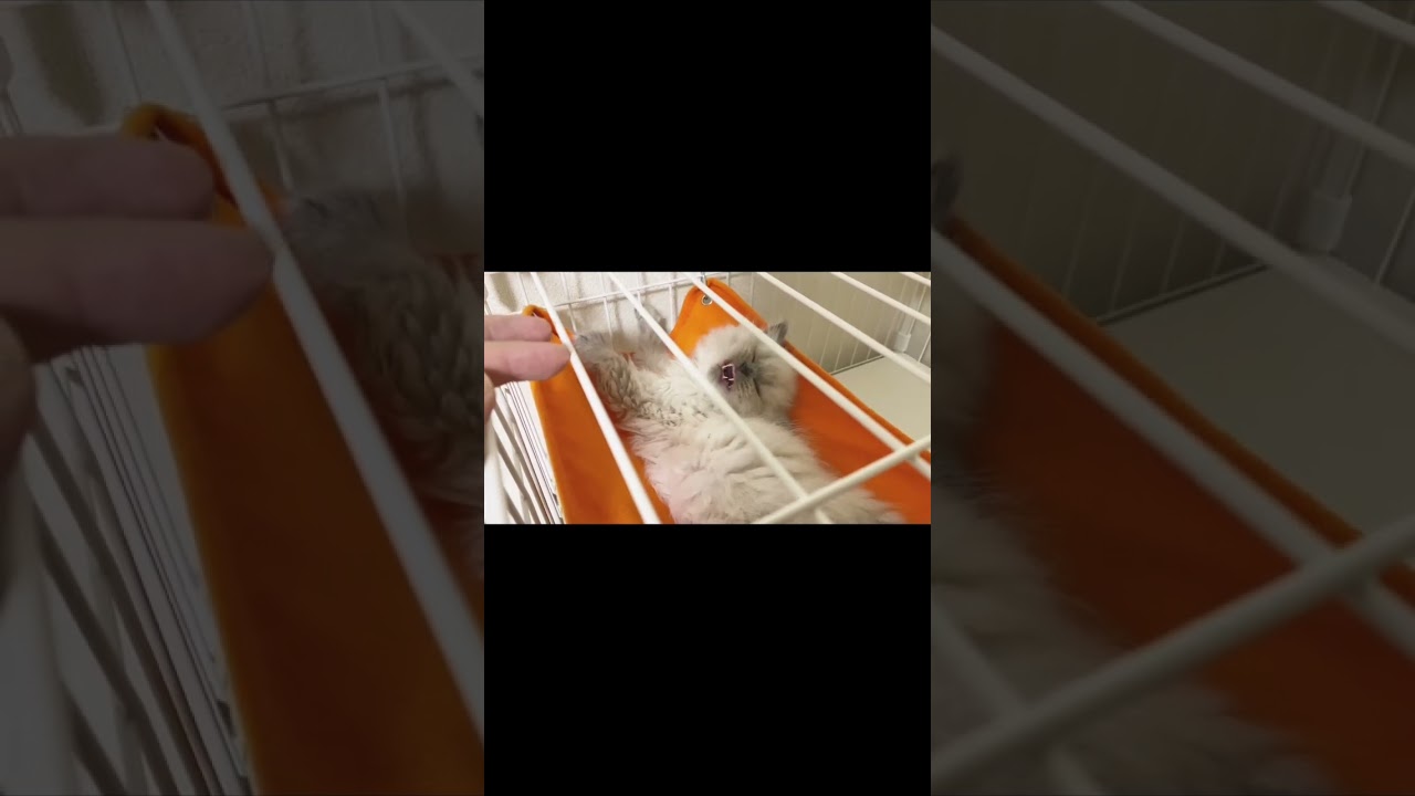 あくびをすると鳴いてしまうサイベリアンの子猫ちゃんが可愛すぎた #サイベリアン #猫 #子猫