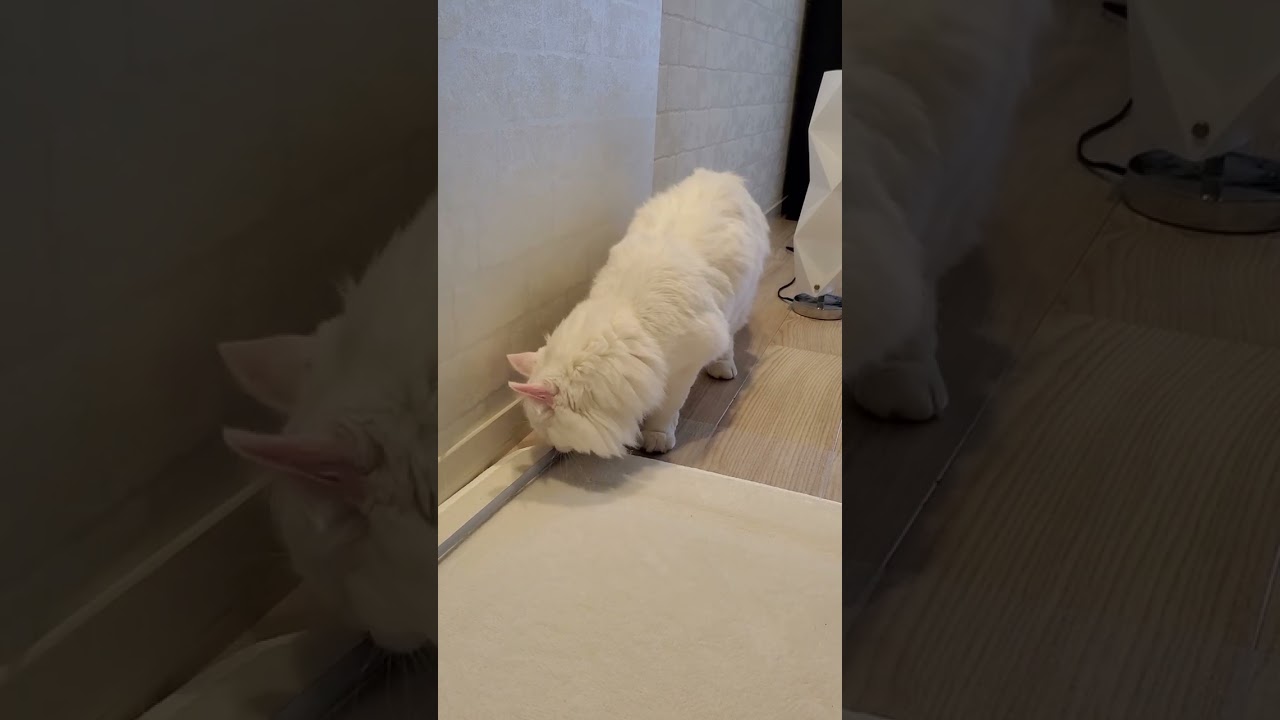 長さを測るお手伝いをする猫 #shorts #アメリカンカール #猫動画