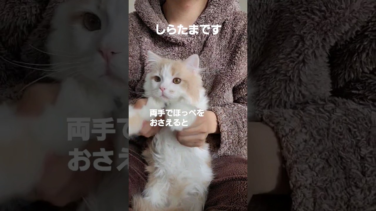 【子猫】踊らされてみたにゃ#ラガマフィン #猫動画 #shorts