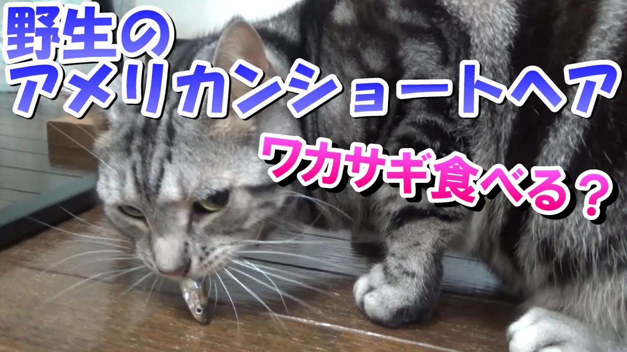 野生のアメリカンショートヘアが現れた！ワカサギ食べる？