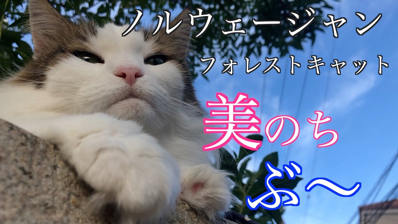 ノルウェージャンフォレストキャットの魅力はこんなお顔も見せてくれる！ノルウェージャンフォレストキャット