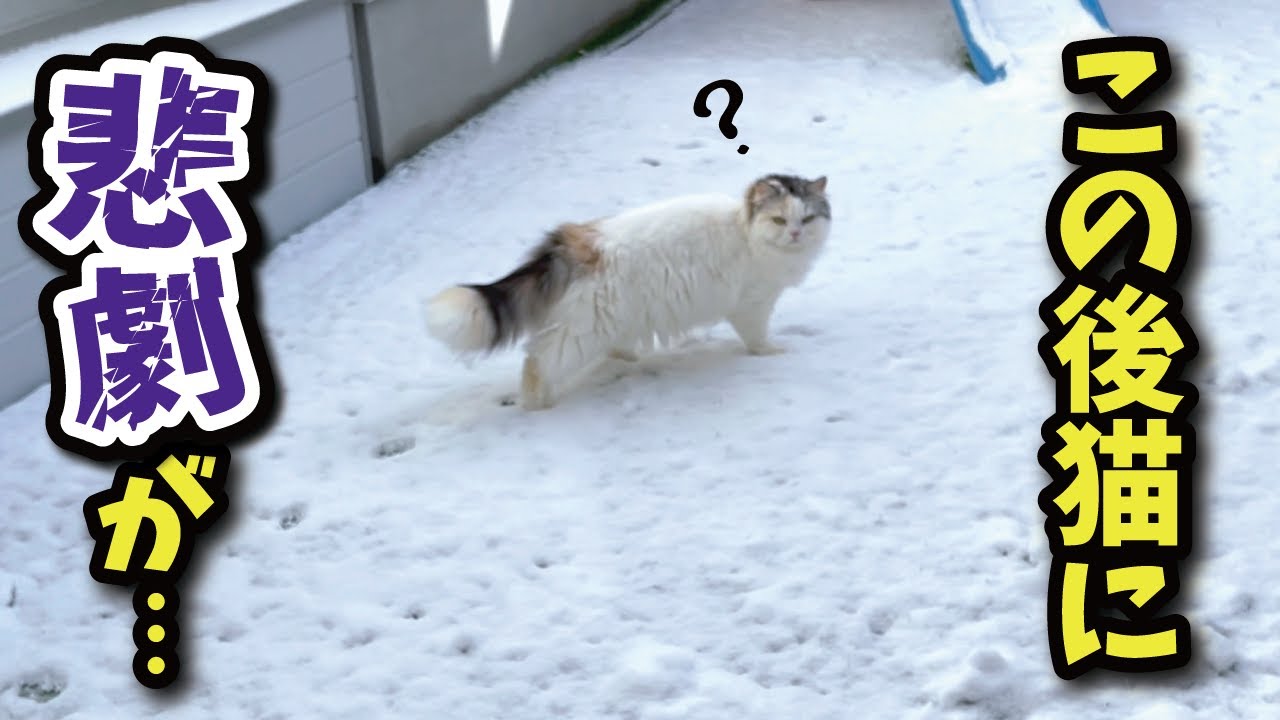 大雪の中脱走した猫にとんでもない悲劇がおきました…【関西弁でしゃべる猫】