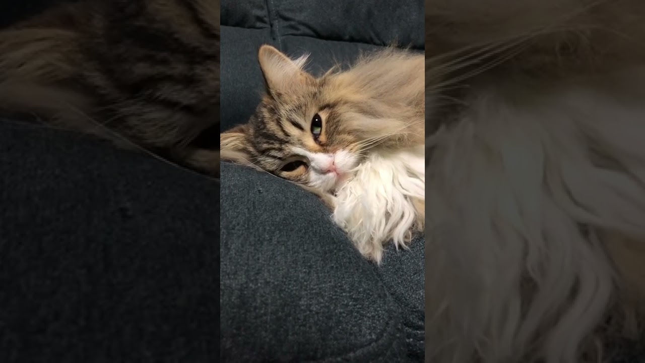 もふ猫と添い寝したら幸せすぎました【サイベリアン】