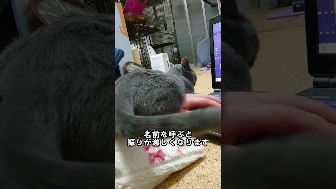 【猫動画】面倒で尻尾で返事をするロシアンブルー【russianbule】#shorts　　　　　　Russian blue replying with its tail