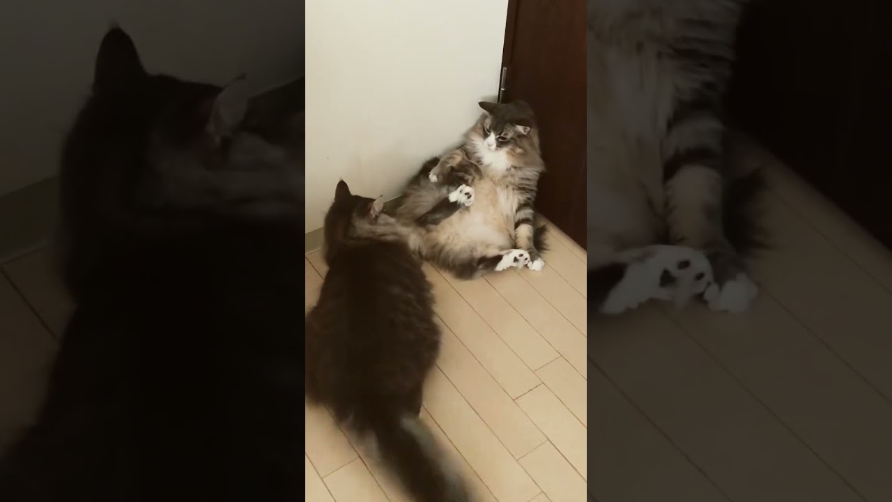 やめろやー #shorts #猫動画 #ノルウェージャンフォレストキャット #cat #まな猫