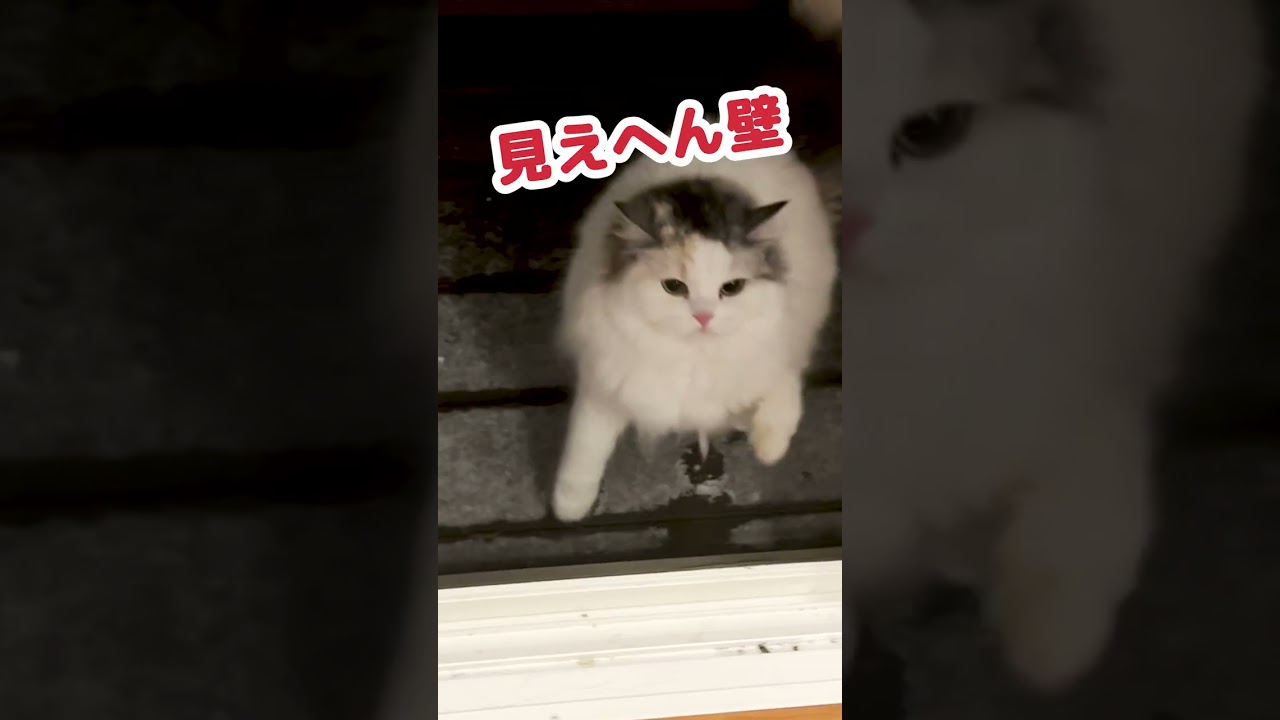 雪の日に起こった衝撃的な出来事 #Shorts