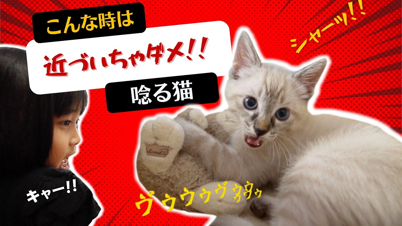 【危険！】猫に近寄っちゃダメな時って？シャムMIXと三毛猫の保護猫