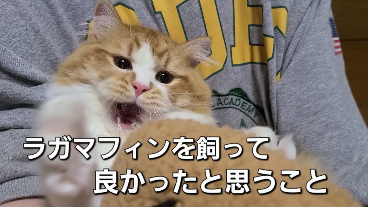 猫のラガマフィンを飼って良かったと思うこと5選※我が家の場合