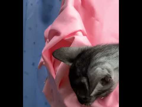 エジプシャンマウ スモークの魅力父親はCFAグランドチャンピオン❗️