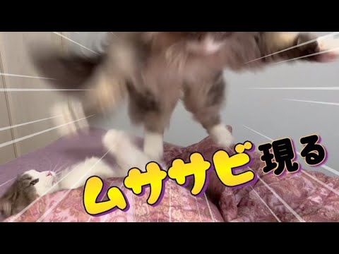 【独特w】ムササビ化するノルウェージャンフォレストキャットww