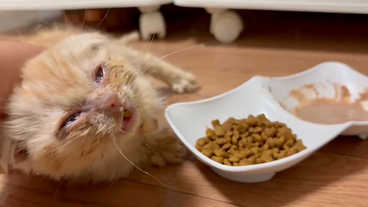 お迎え初日から緊急入院になりました。【多頭飼育崩壊から保護されたスコティッシュフォールドの子猫達】 #11