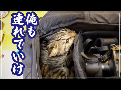 出かける支度をしてるとすかさずこうなる