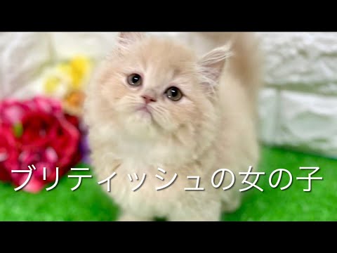 ブリティッシュロングヘアの子猫　（中之島）