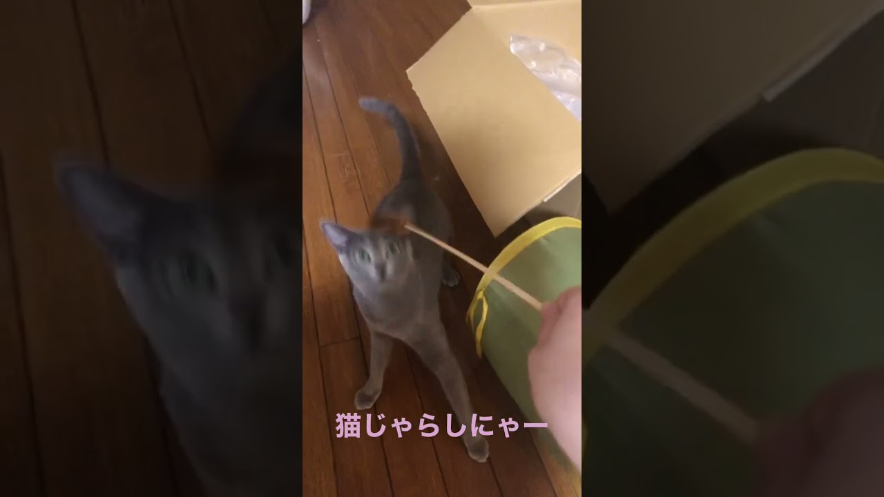 猫じゃらしで大ジャンプ！！ #猫 #ロシアンブルー #かわいい #日常 #癒し #アニマル #遊び #russianblue #russian #cat #cats #cute #animals