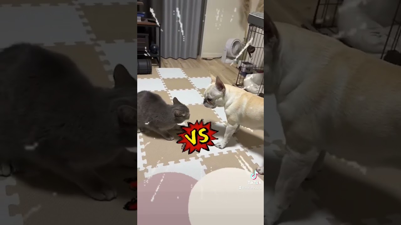 【猫と犬のじゃれあい】フレブルとスコティッシュフォールド #多頭飼い